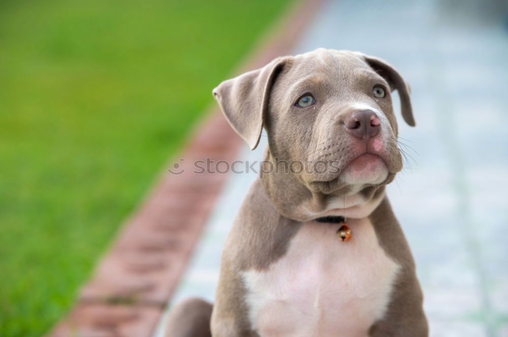 Similar – Foto Bild Paul Tier Haustier Hund