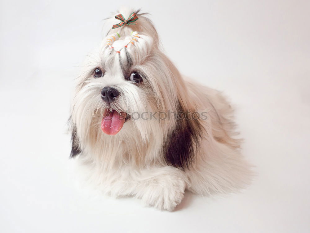 Similar – Image, Stock Photo funny dog with crown on white background