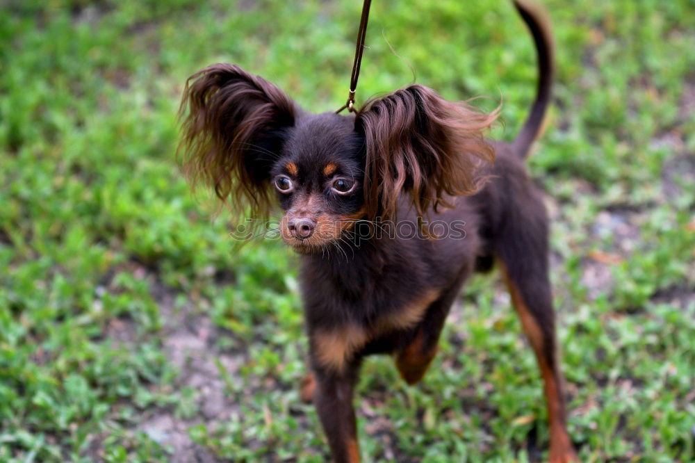 Similar – English Cocker spaniel dog