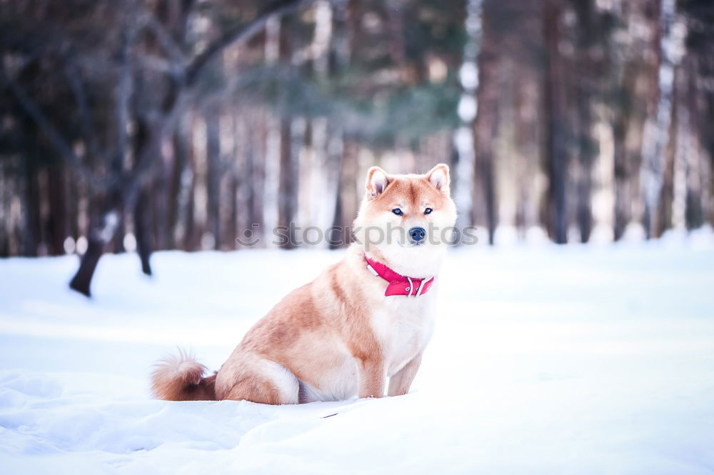 Similar – Image, Stock Photo On the dog come Pt.1