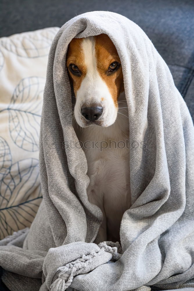 Similar – Foto Bild Junge Frau liegt auf dem Rücken und streichelt einen kleinen Terrier Hund auf einem grauen Sofa