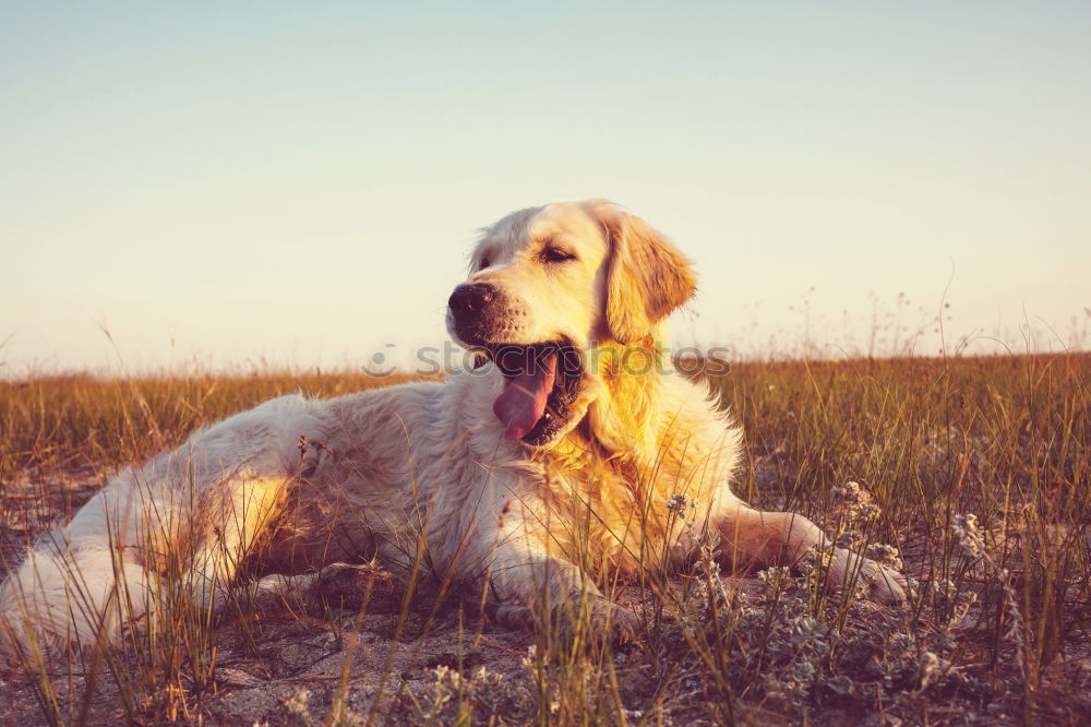 Similar – Funny dog sitting on beach