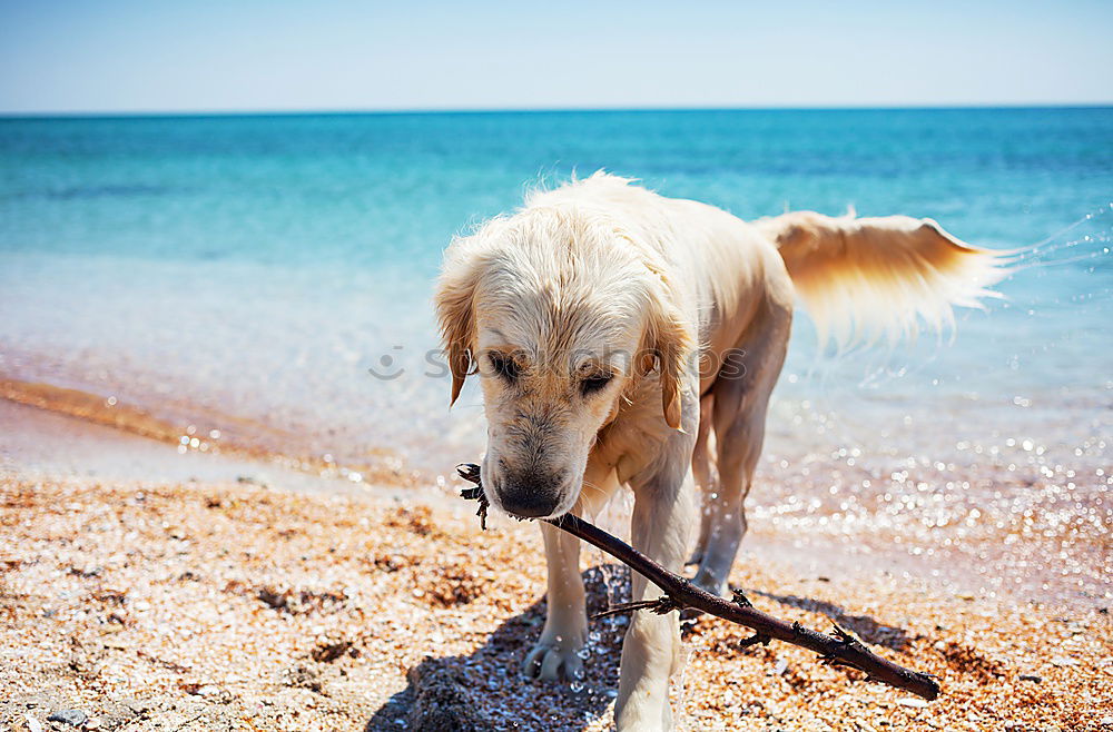 Similar – Funny dog on beach Dog