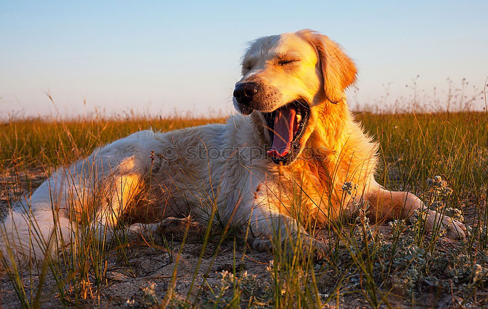 Similar – Dogs running near waving sea