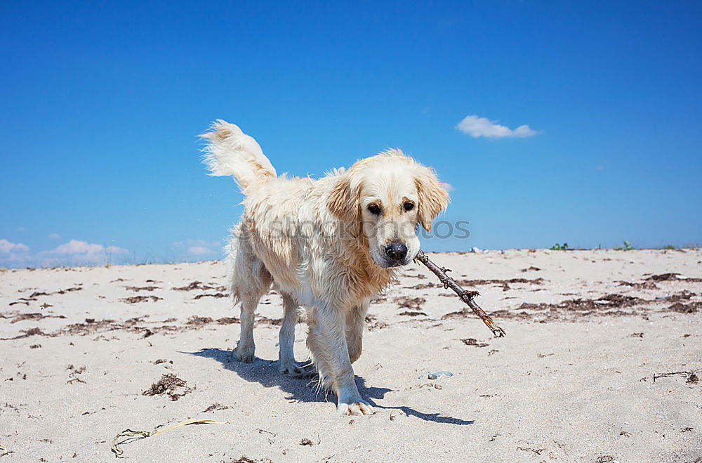 Similar – Funny dog on beach Dog