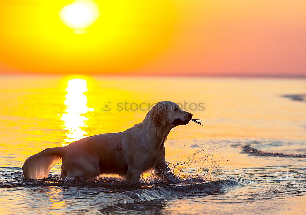 Similar – Image, Stock Photo Women entering water of ocean