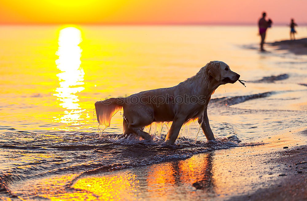 Similar – Hund am Strand Meer