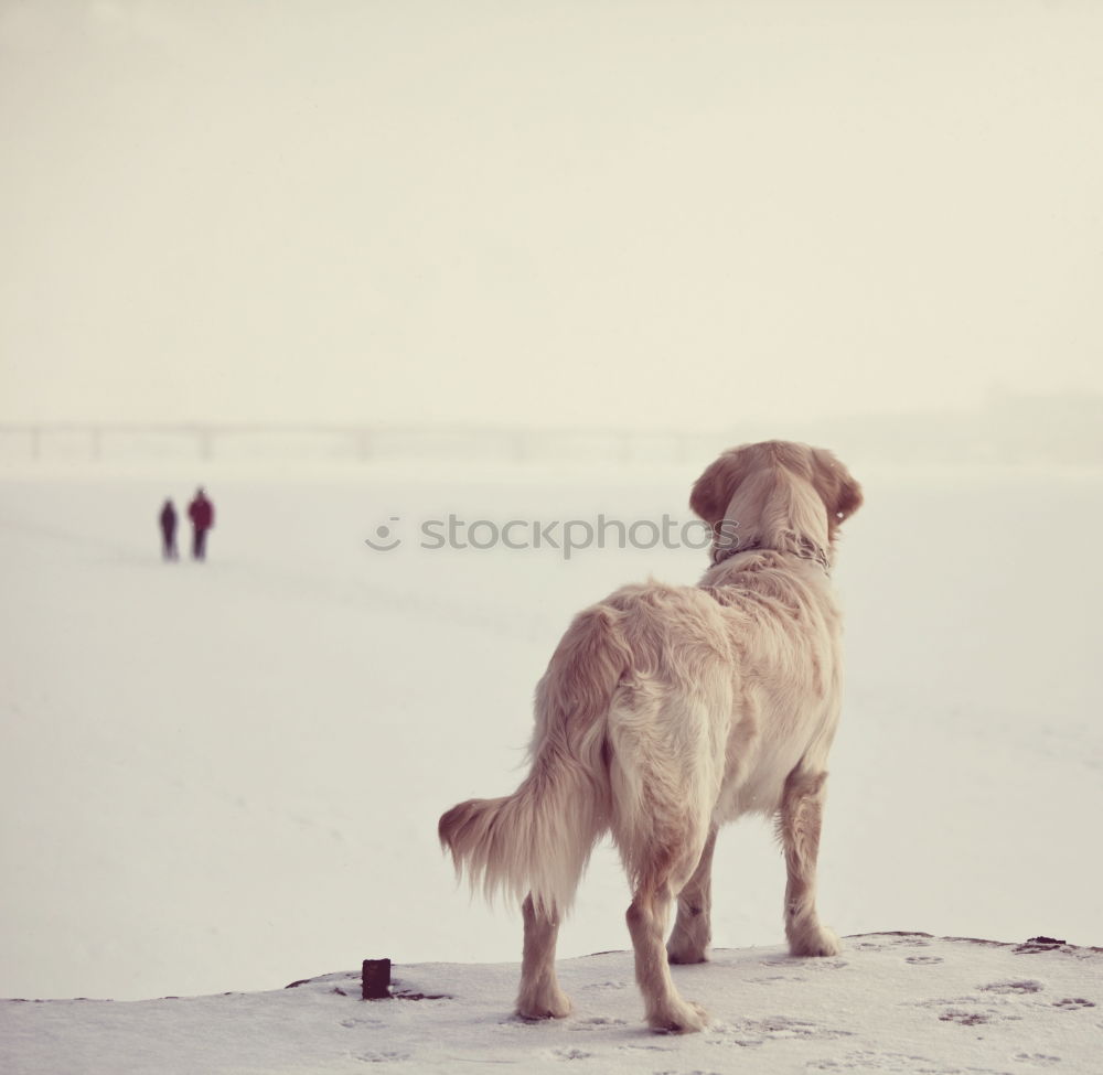 Similar – Image, Stock Photo have in mind Dog Observe