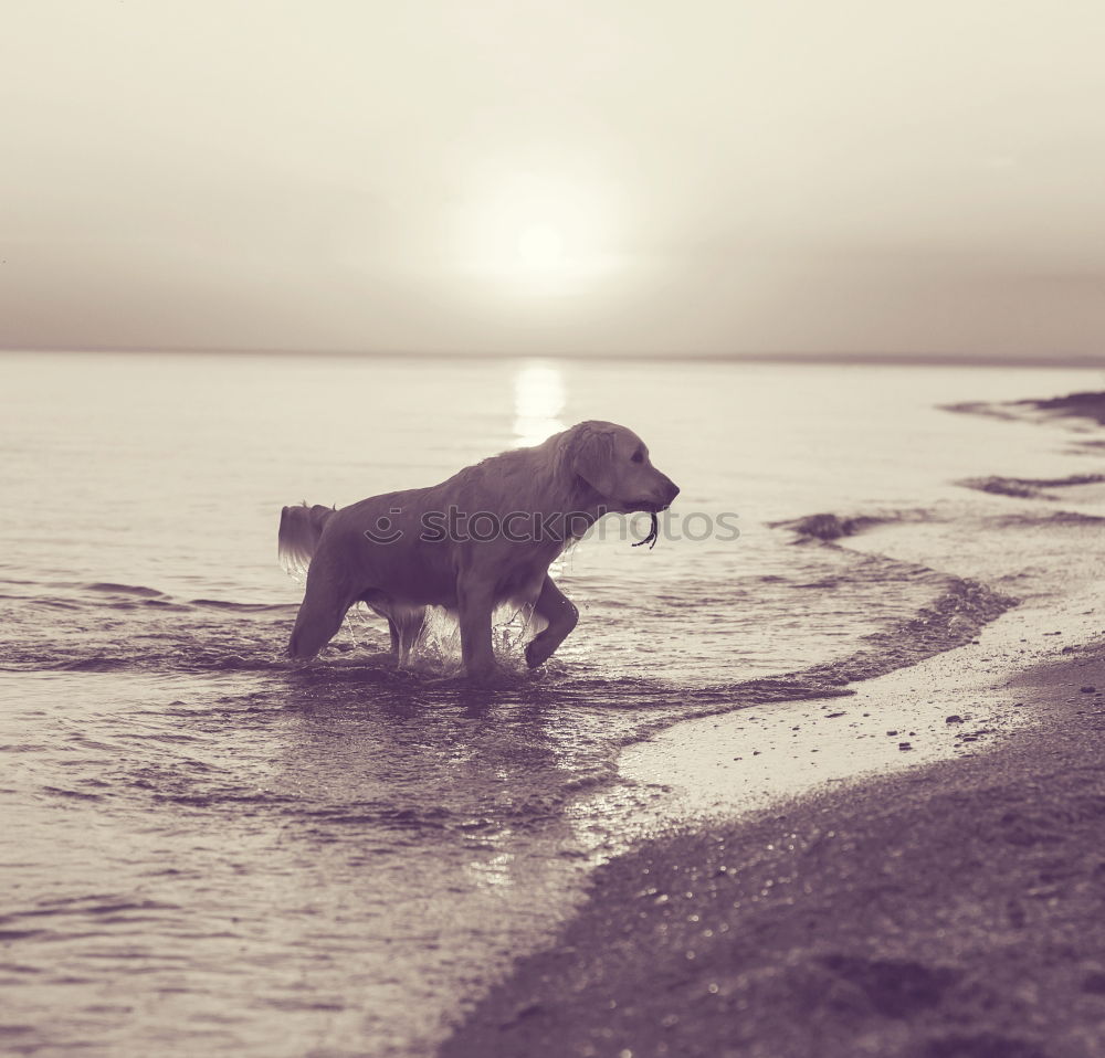 Similar – With dogs on the beach