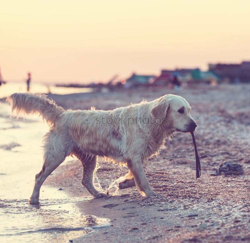 Similar – Funny dog on beach Dog