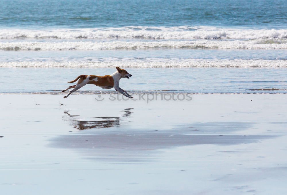 Similar – Dogs running near waving sea