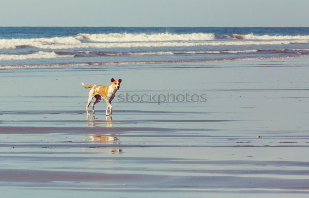 Similar – Dogs running near waving sea