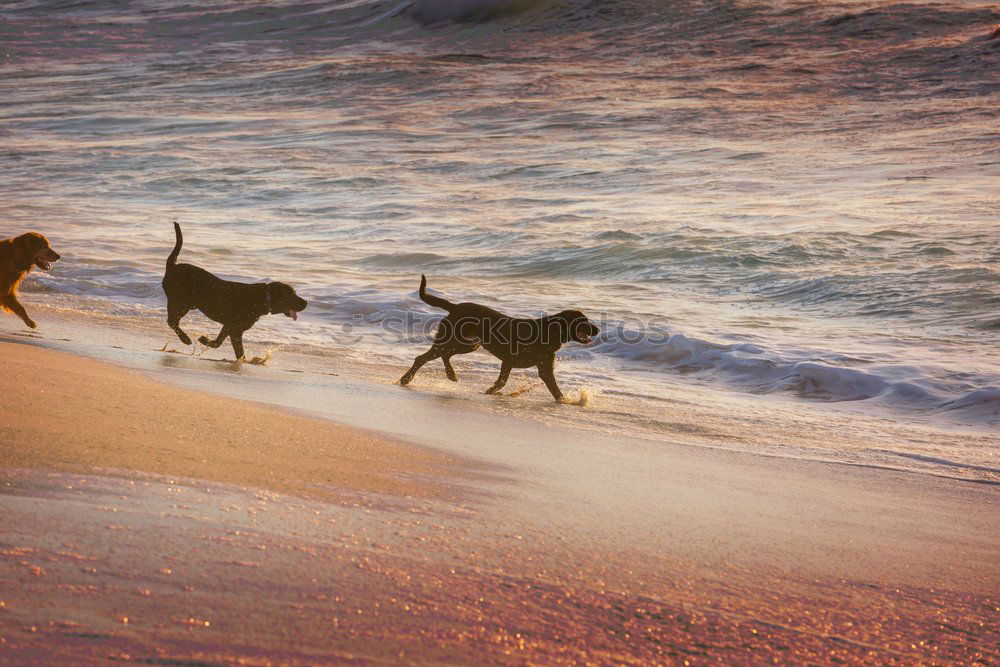 Similar – Dogs running near waving sea