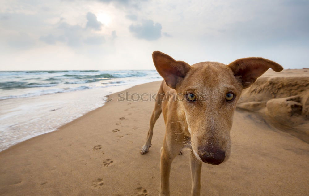 Dogs running near waving sea