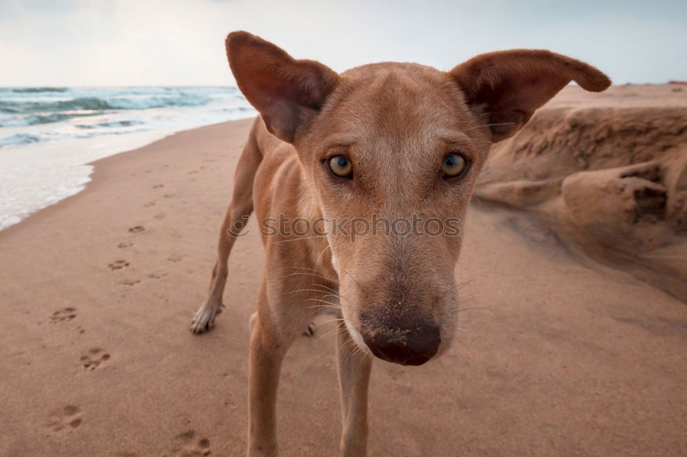 Similar – Dogs running near waving sea