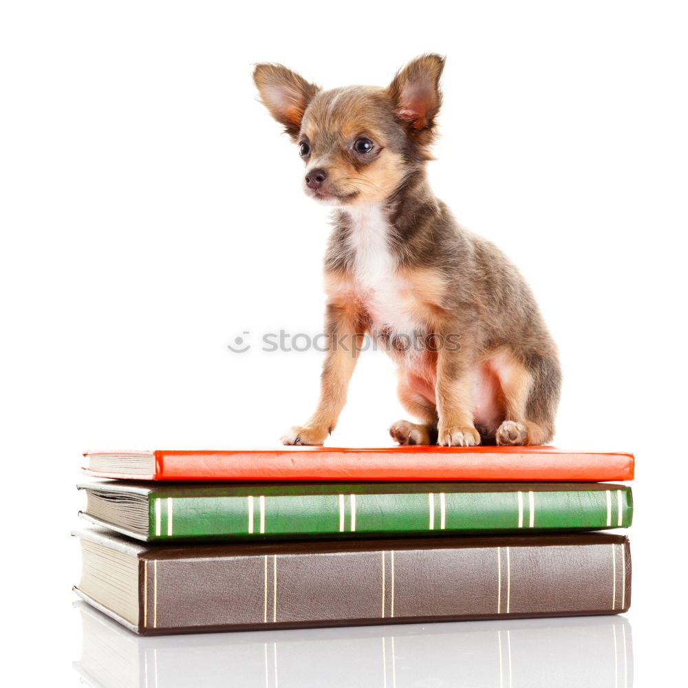 Similar – funny dog with glasses and a book on white background