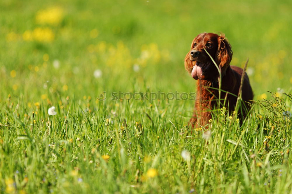 Similar – Foto Bild Solist Natur Frühling