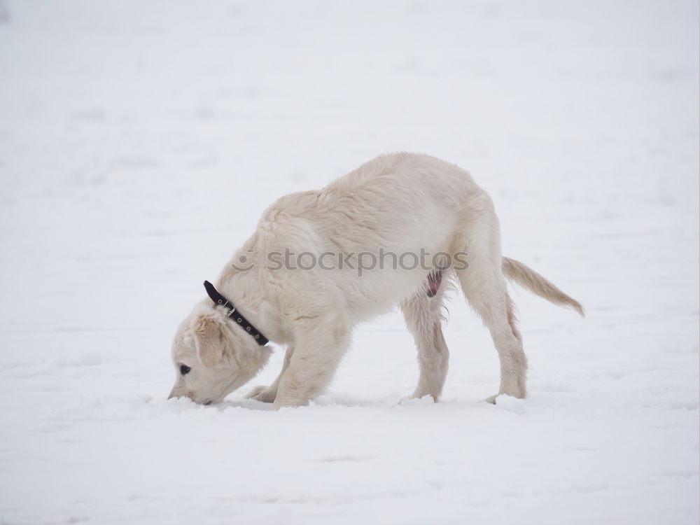 Similar – Foto Bild FLYING DOG Umwelt Natur