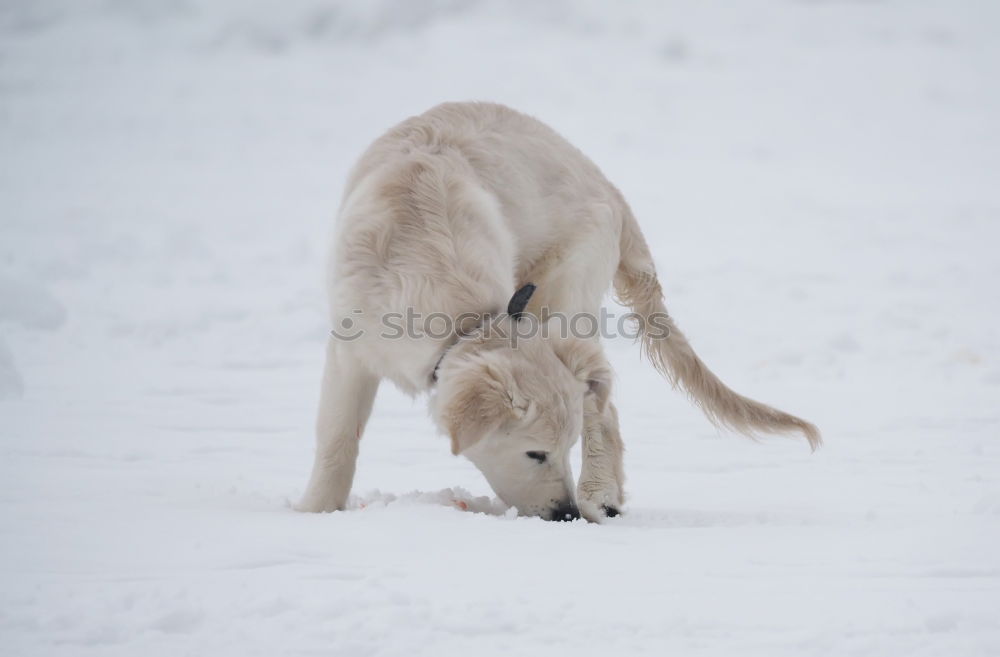 Similar – my happy dog :-)) Joy