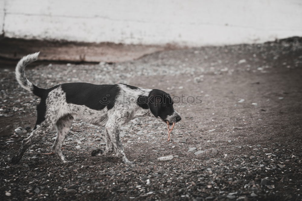 Foto Bild Der Hundmann. Seil Mann