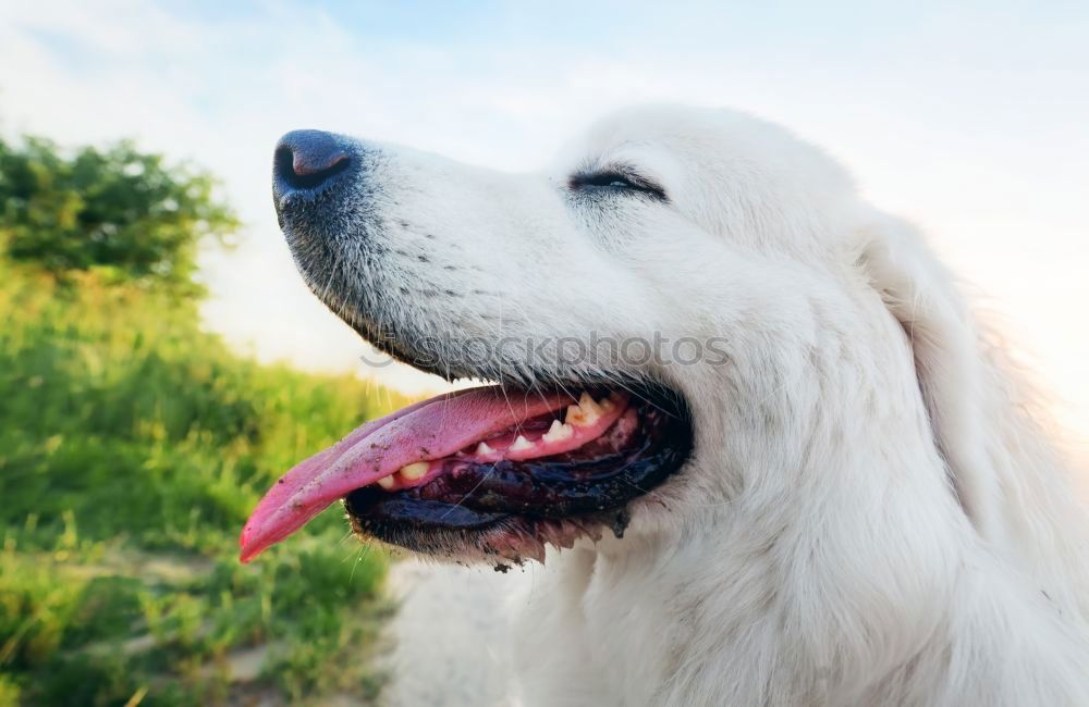 Similar – Süßer flauschiger Hund auf der Straße