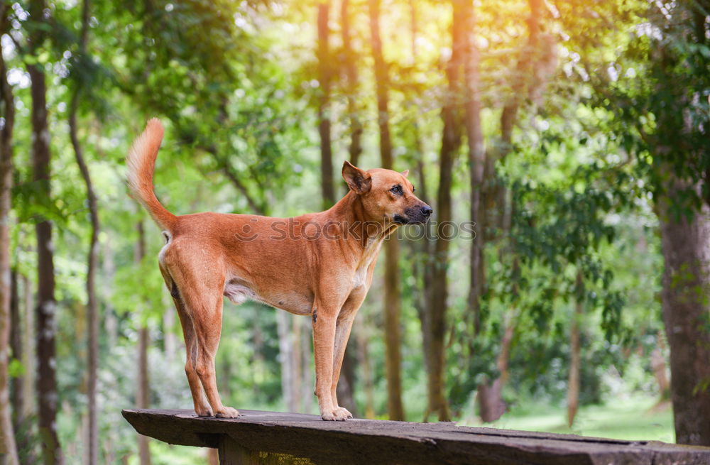 Similar – Dog standing on a stack of wood in the forest