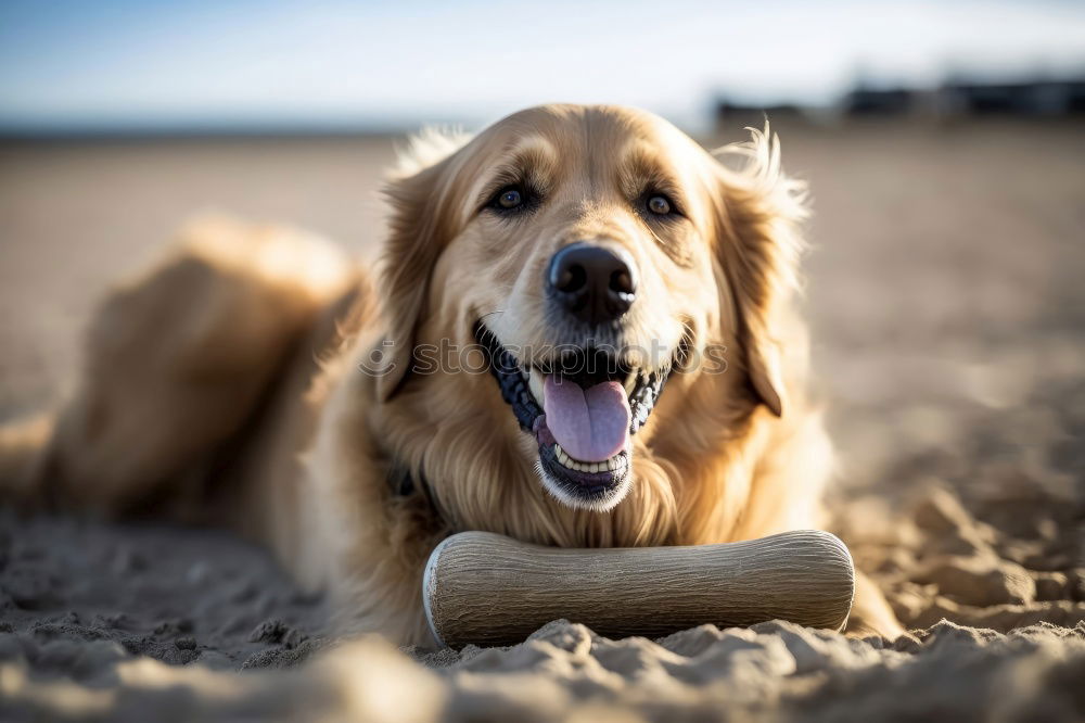 Similar – Dogs running near waving sea