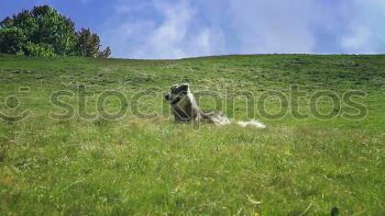 Similar – a sheep Sheep Meadow Grass