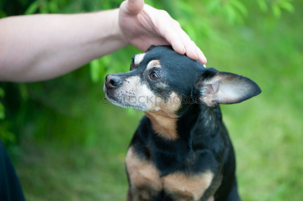 Similar – Image, Stock Photo Boston Terrier Puppy Joy