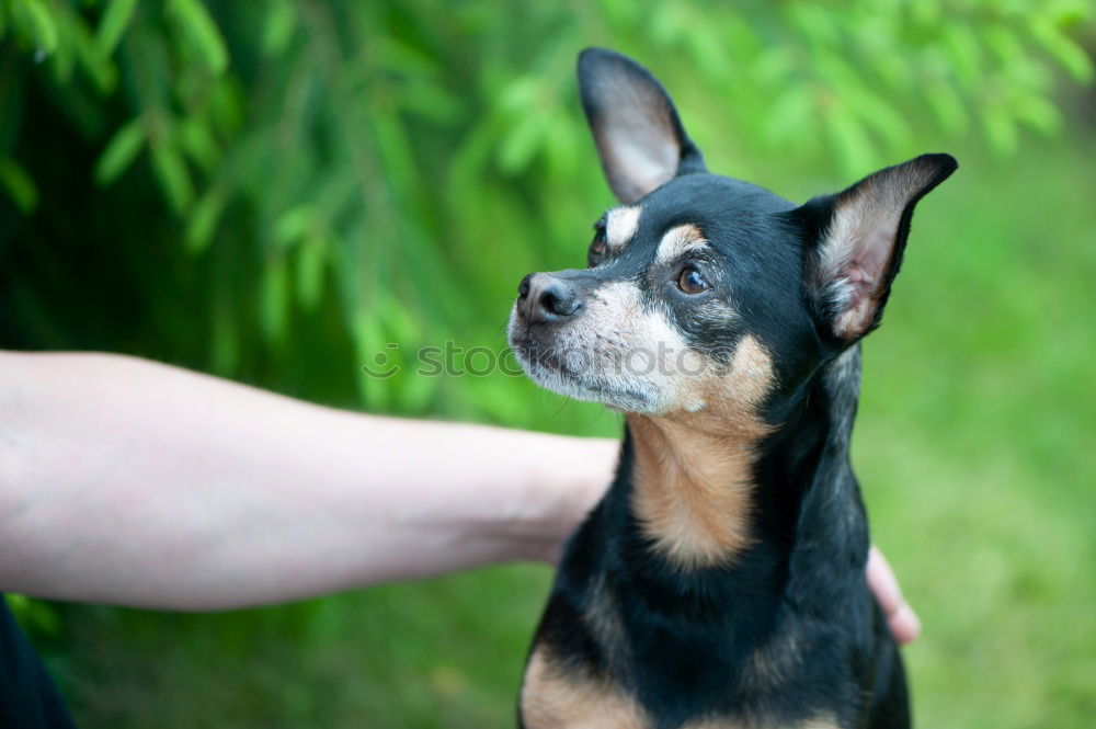 Similar – Owner feed his dog outside. Jack Russel terrier eat food from owner hand