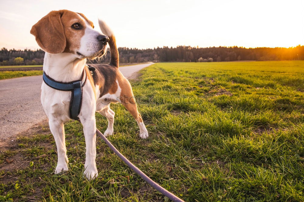 Similar – Süßer flauschiger Hund auf der Straße