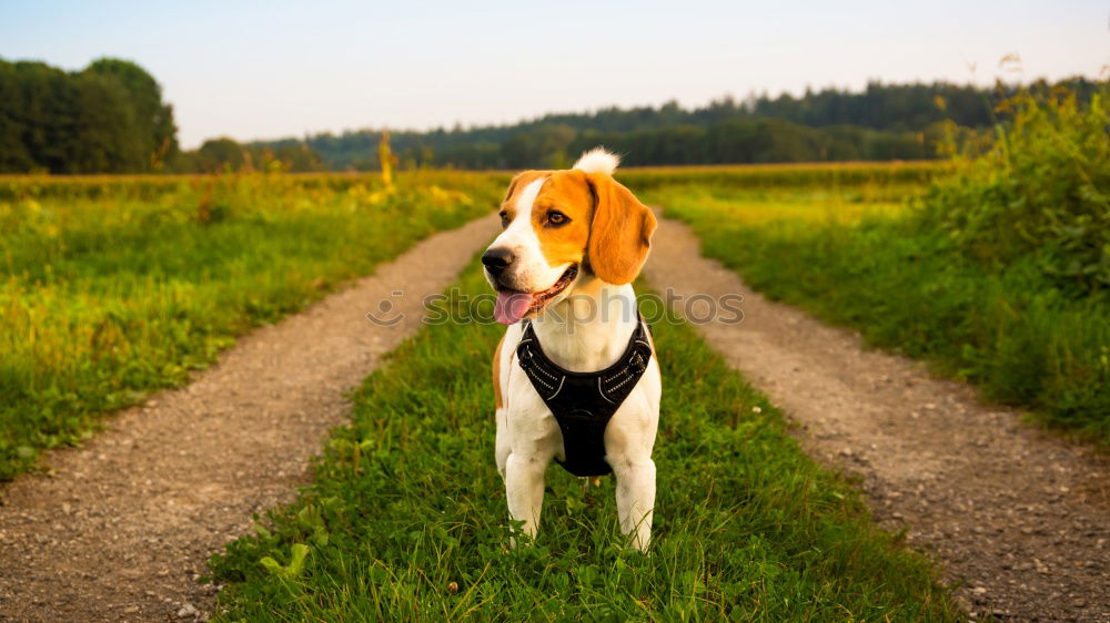 Similar – Image, Stock Photo playful pt.4 Dog Animal