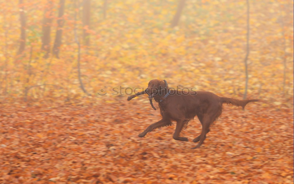 Similar – Image, Stock Photo Deer? Hound Dog Animal