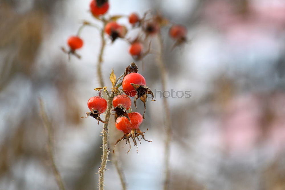 Similar – Image, Stock Photo well chilled… Food Fruit