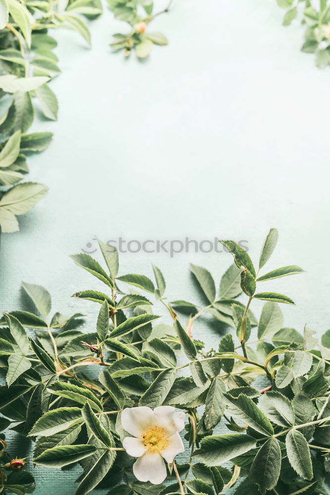 Similar – Image, Stock Photo Various flowers and leaves for bouquet
