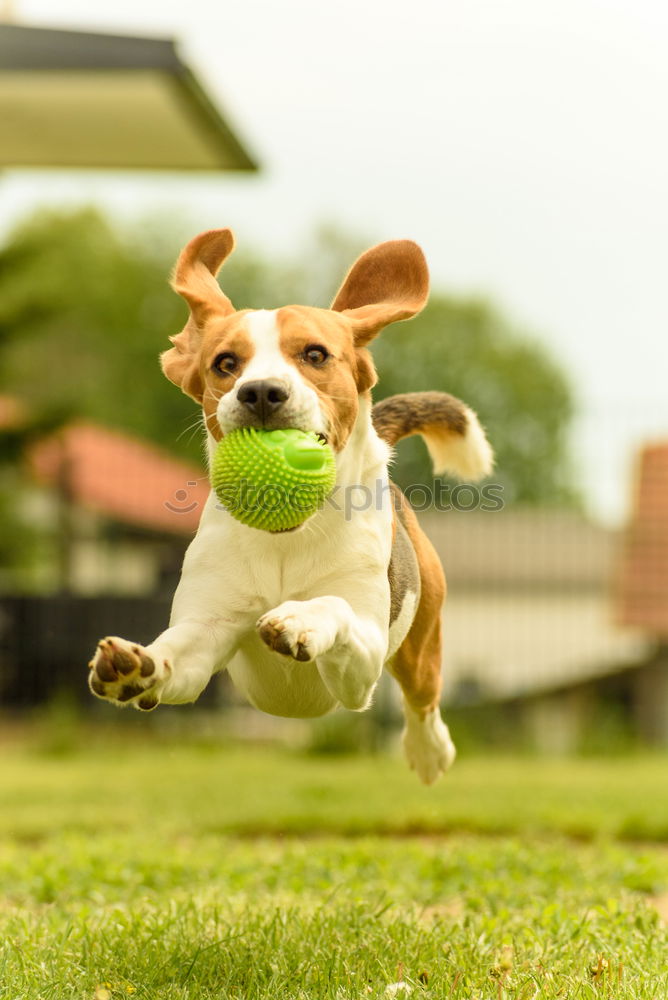 Image, Stock Photo Dog with ball Nature