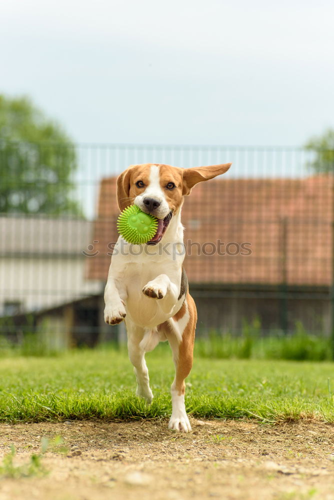 Similar – Image, Stock Photo Dog with ball Nature