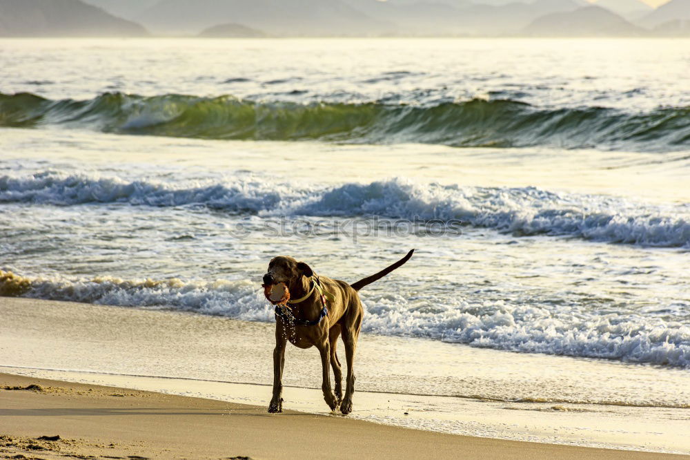 Similar – Dogs running near waving sea