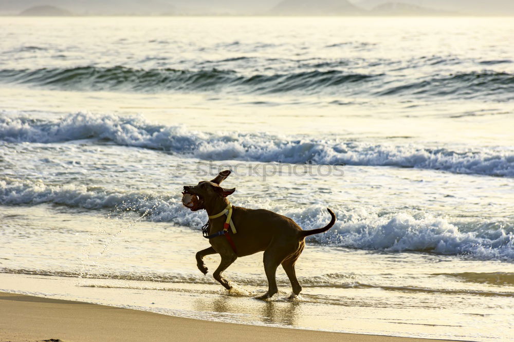 Similar – Child and dog by the sea