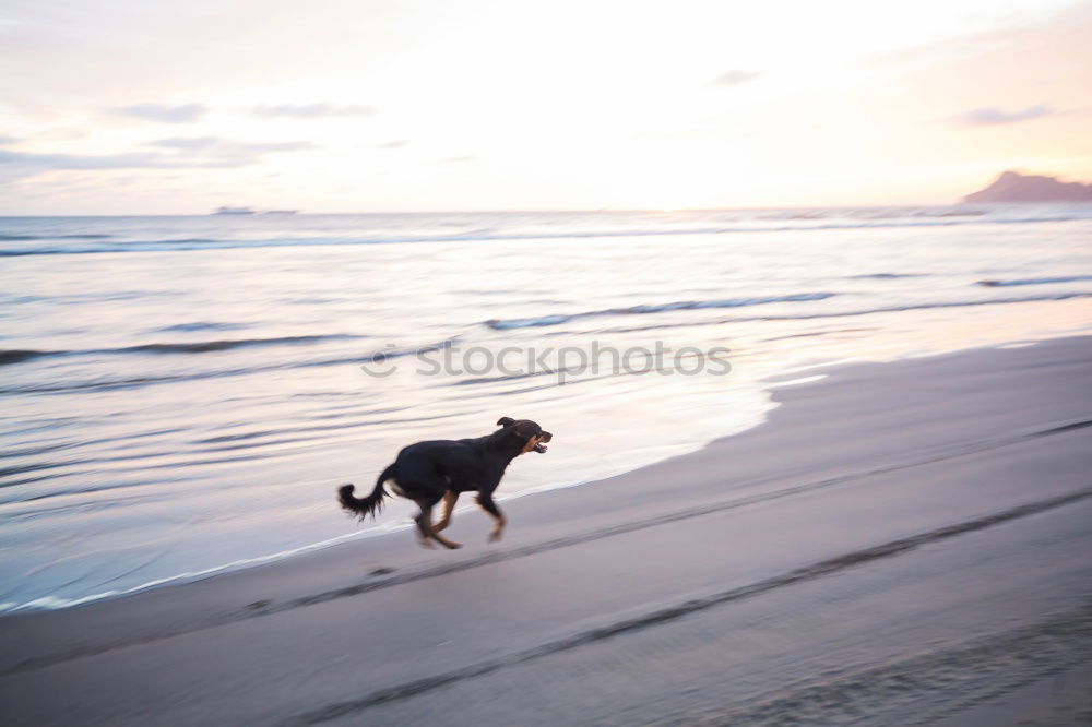 Similar – Funny dog on beach Dog