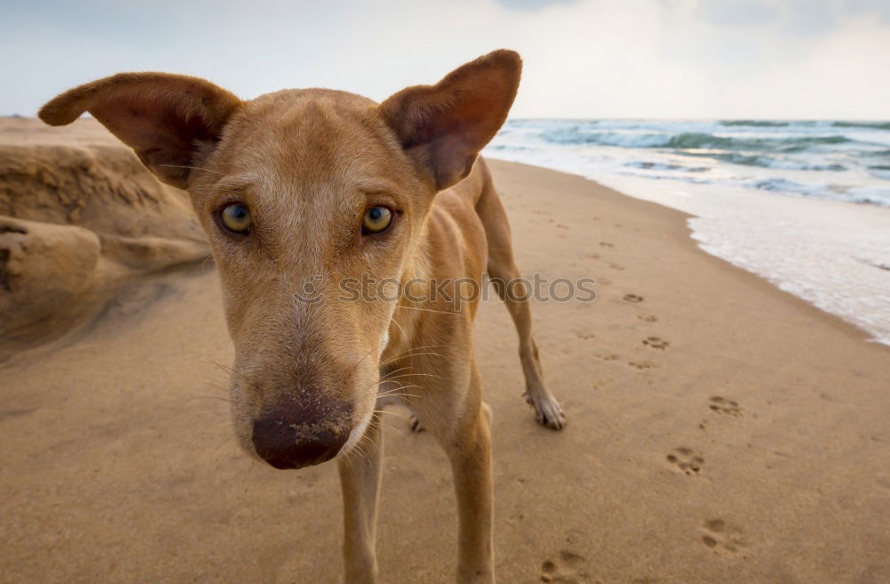 Similar – Dogs running near waving sea