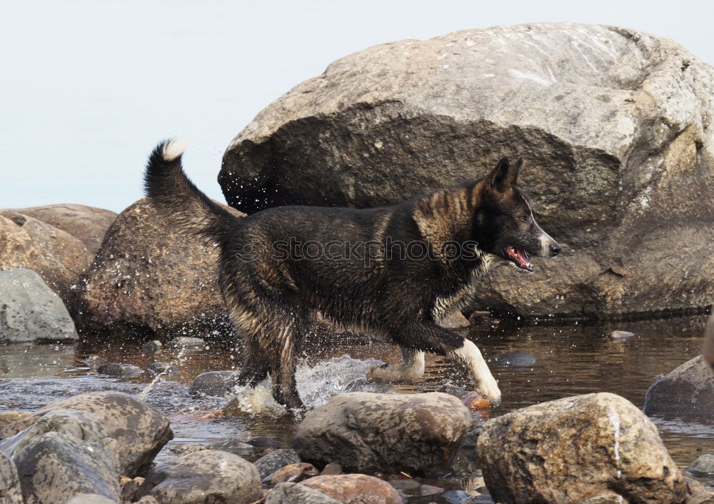 Similar – Funny dog on beach Dog