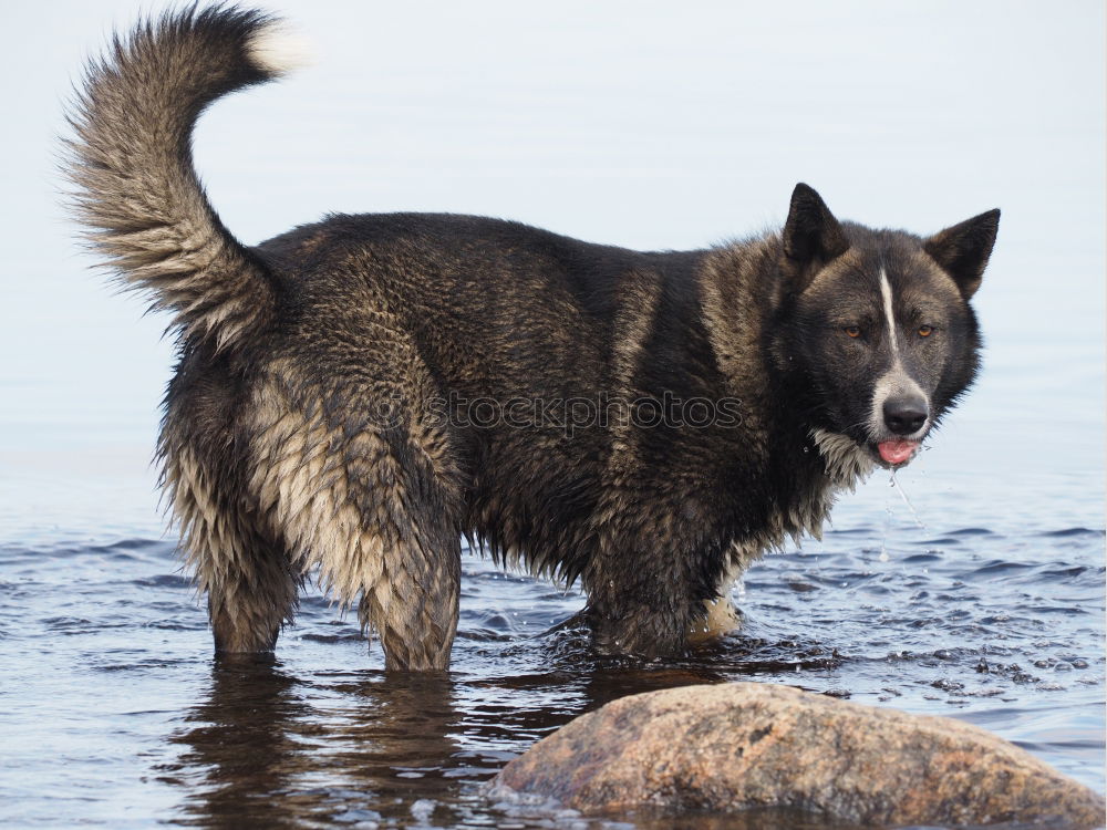 Similar – Funny dog on beach Dog