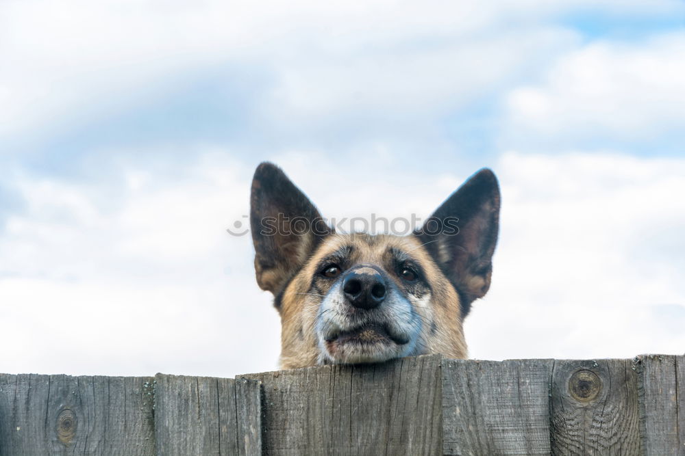 Similar – A nosy neighbor peers over a garden fence. Looking through binoculars.