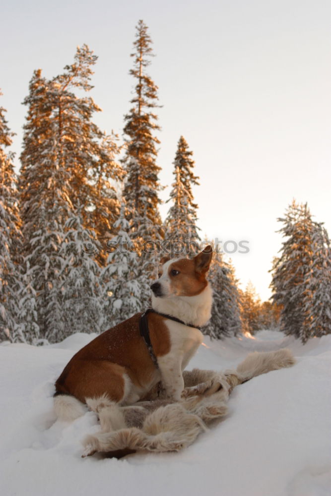 Similar – Gipfelstürmerwauwau Hund