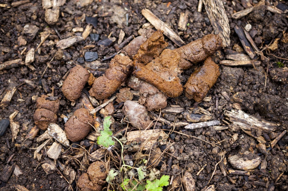 Planting potatoes