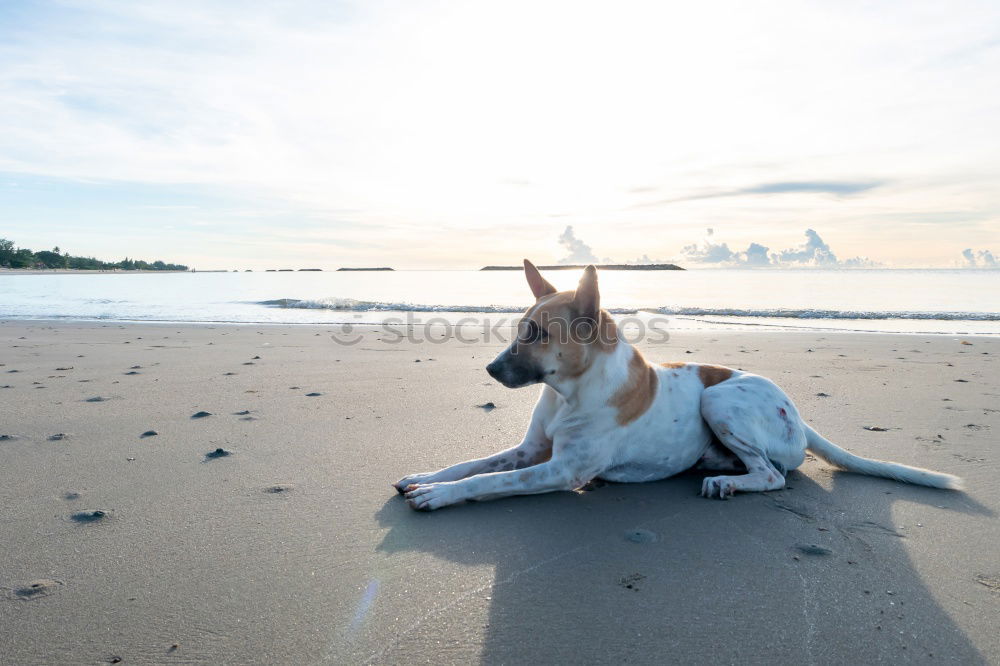 Similar – Child and dog by the sea