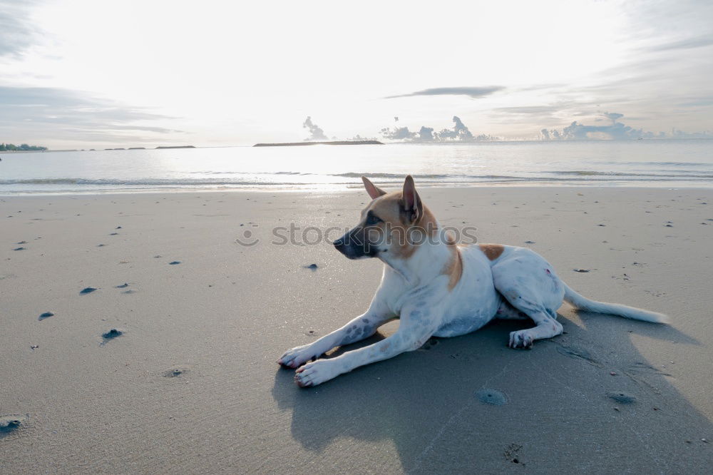 Similar – Mini pincher dog playing with the ball on the beach