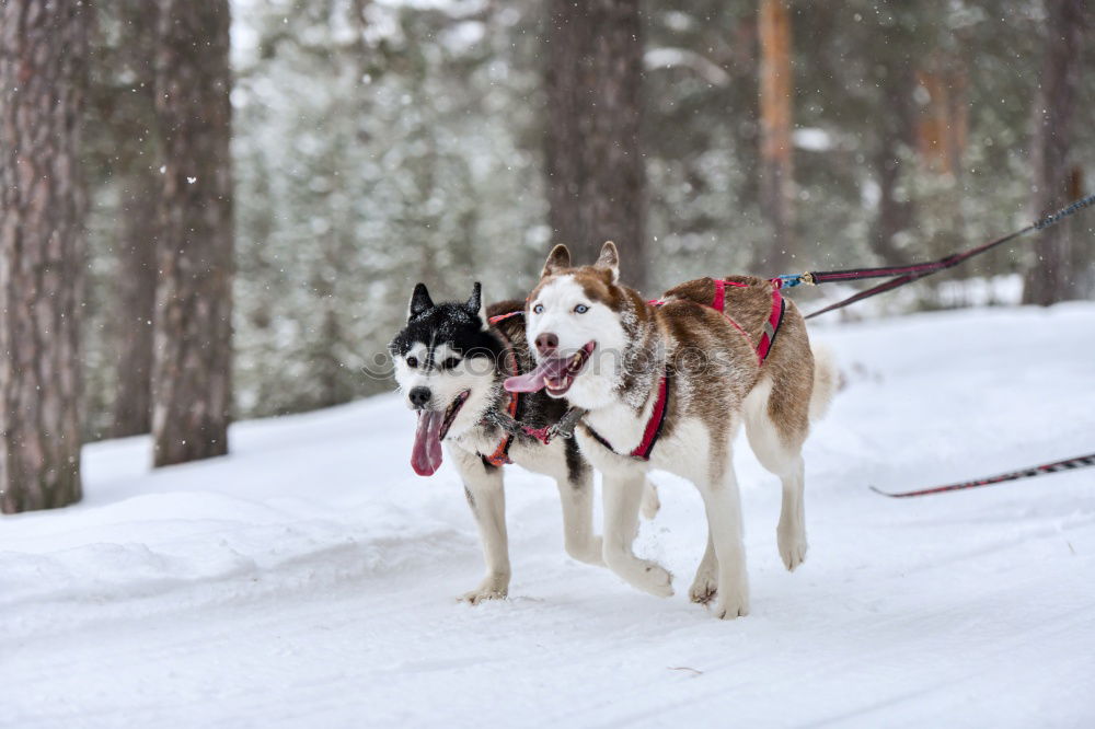 Similar – trailblazer Dog Sleigh