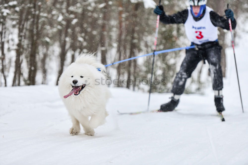 Similar – trailblazer Dog Sleigh